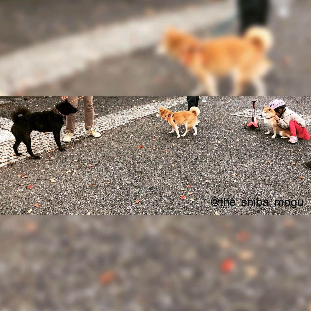 Moguのインスタグラム：「. もぐの背中だけ様子おかしいなの。 #和犬的距離 . @the_shiba_mogu  #柴犬 #shibainu #shiba#赤柴 #redshiba#犬 #dog#しばいぬ#nannydog#犬と子供#子供と犬#柴犬と子供#柴#赤ちゃんと犬#犬と赤ちゃん#柴犬と赤ちゃん#赤ちゃんと柴犬#柴犬のいる暮らし#子守犬」