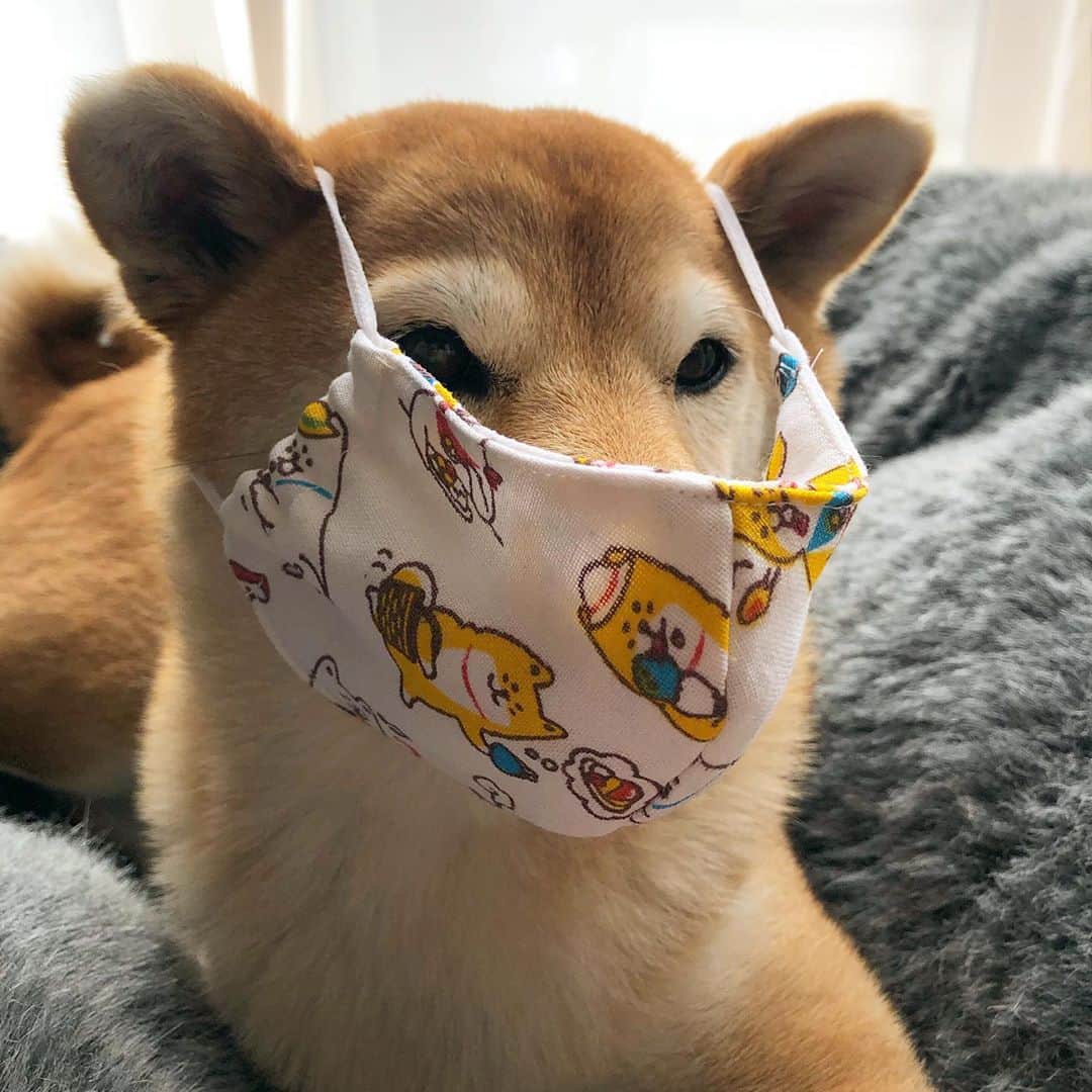 マロたんのインスタグラム：「ダイソーの手ぬぐいでマスク作ったよー😷中にはダブルガーゼ入れてみたわよー😷 #布マスク #ダイソー  #shiba #shibainu #weeklyfluff」