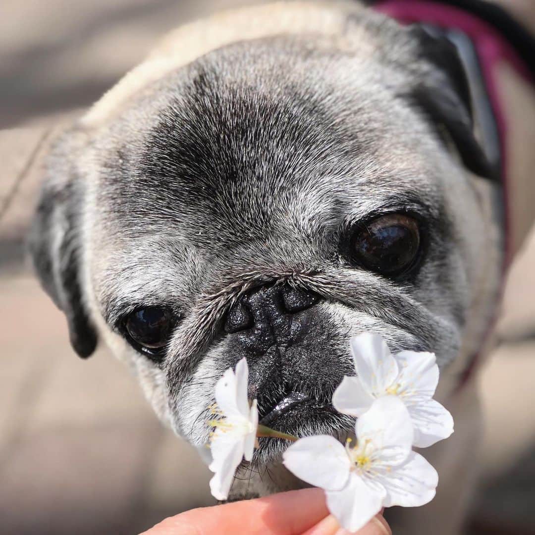 八兵衛のインスタグラム：「one day of March🌸 * * 強い風の日 桜を拾う。 * * #いらね #花より団子  #ほぼ黒パグ #おじいちゃん犬 #pug #puggy #puglife #puglove #petstagram #pugstagram #pugsofinstagram #pugs #dog #ふわもこ部  @igersjp #IGersJP #east_dog_japan #pecoイヌ部 #八兵衛 #はちべえ #朝ワンコ夕ニャンコ」