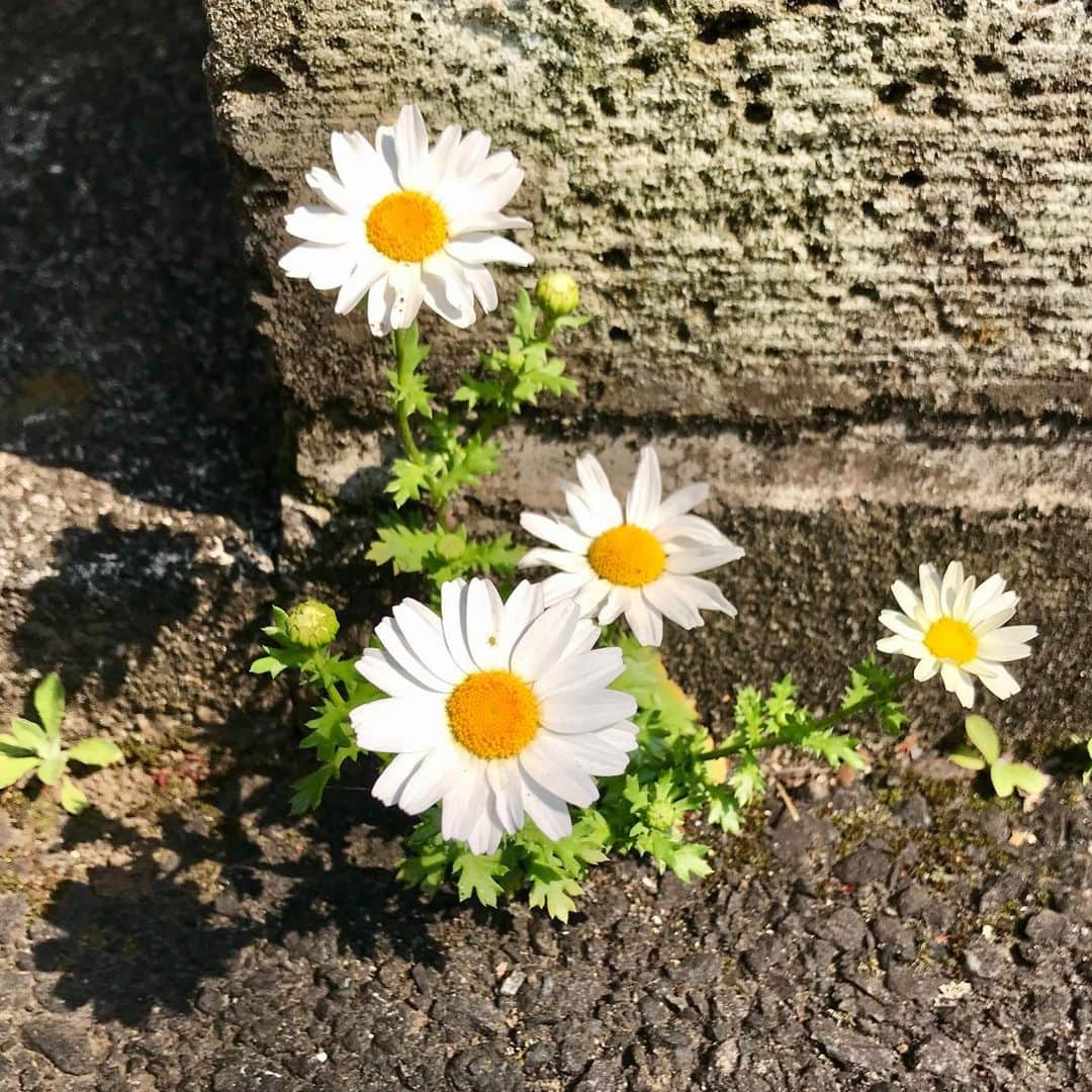 江口寿史のインスタグラム：「誰が植えたわけでも咲くことを期待されたわけでもないのに、コンクリの隙間からいいバランスで花咲かせてる名さえ知らぬお前。イカスぜ。」