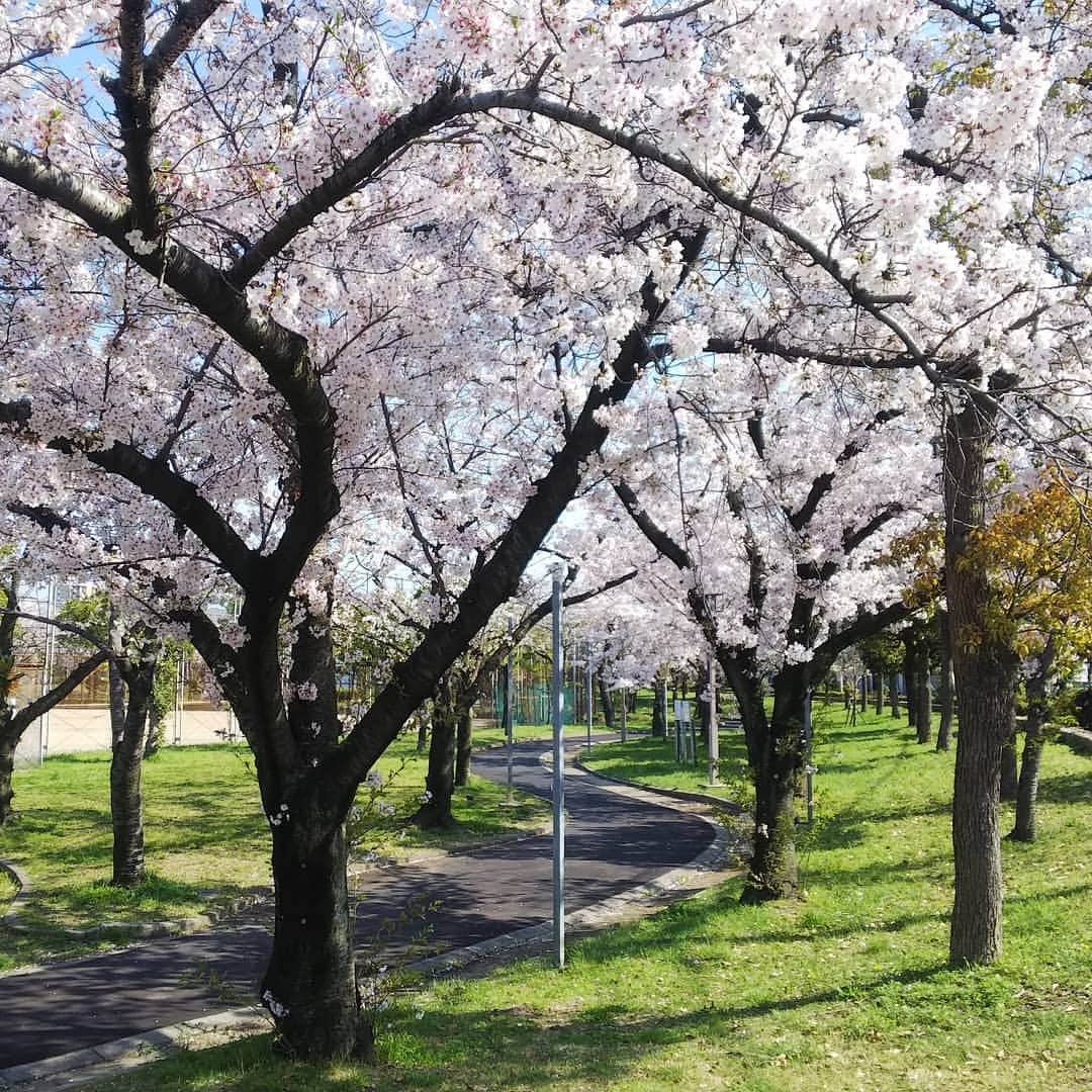 suzukijidoushaさんのインスタグラム写真 - (suzukijidoushaInstagram)「当店より、徒歩４０秒の公園の桜が満開です🌸 当店にお越しのついでに、または、当店での作業待ちの間に、お花見どうでしょう😃 真ん中にグランドがあって、 その回りを１周できる ウォーキングコースになってます🚶 もちろん、ランニングもできます👍  #鈴木自動車 #suzuki#suzukijidousha #浪速区の自動車屋 #大阪市の自動車屋 #自動車 #整備工場 #おしゃれな自動車屋 #新車販売 #中古車販売 #車検 #板金 #自動車保険代理店  #大阪#大阪市 #浪速区#桜川#芦原橋 #車好きな人と繋がりたい #自動車整備士募集中」4月8日 14時19分 - suzukijidousha.sj