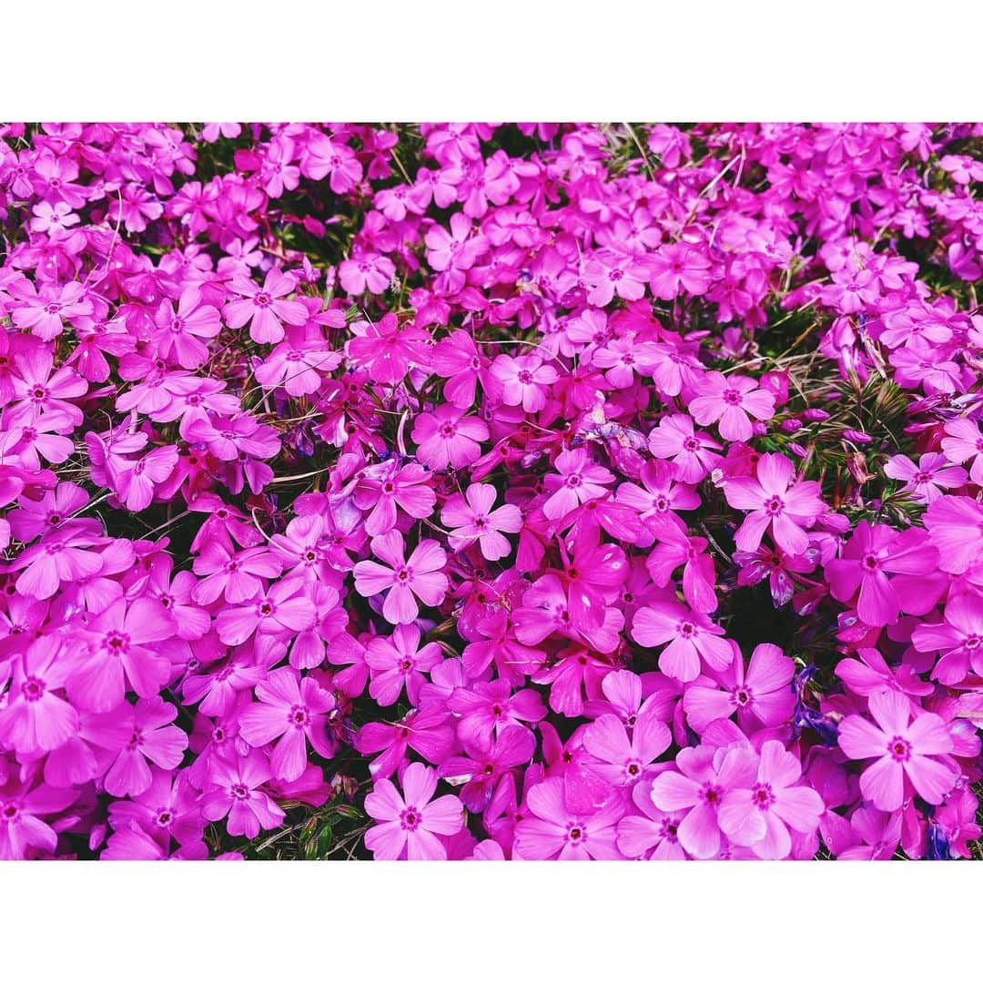 紗栄子さんのインスタグラム写真 - (紗栄子Instagram)「綺麗な芝桜。 いつも以上に綺麗だと感じるのは、色んなことが急速に変わってきていることもあるのかも。 当たり前だと思っていたことも、日常も、私自身も変わっていくというか、本質的な所に立ち返っていく。 何が正しい情報なのか、答えなのか、誰もがわからない中、それぞれの立場で選択し決断をしている。 最終的には誰かの指示を待つだけじゃなく、自分自身で選択しなければならない。 自分の中で大切にしたいものを見失わないように。 心の声と向き合いながら善意の解釈で選択していきたい。  #savetheearth #芝桜」4月8日 14時49分 - saekoofficial