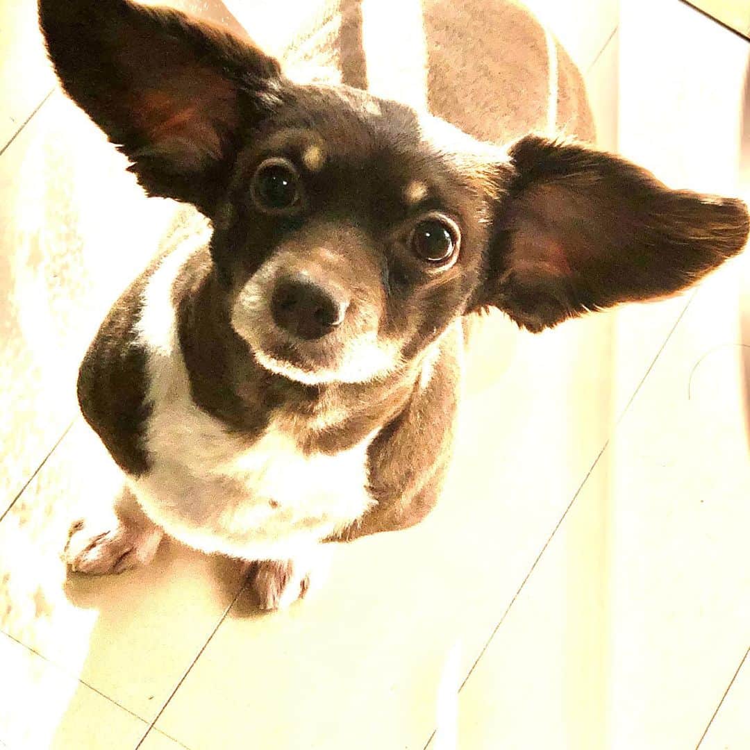 山口祥行のインスタグラム：「日向ぼっこ🐕 #いぬすたぐらむ  #ダンベル」