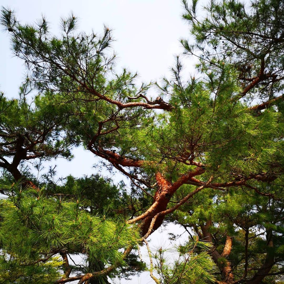 梅川壱ノ介（舞踊家）さんのインスタグラム写真 - (梅川壱ノ介（舞踊家）Instagram)「松 ￣￣￣￣￣￣￣￣￣￣￣￣￣￣￣￣￣￣￣￣￣￣￣￣￣￣ 今振付けしている、長唄 《君が代松竹梅》 始まりは《松の栄》を唄っています。  この松を見たとき、その勢い、貫禄、存在感に圧倒されました。まさにこのような様を唄っているのだと考えながら、散歩しました。  日本には感動する自然がたくさんありますね。  #梅川壱ノ介  #日本舞踊 #松 #君が代 #松竹梅 #君が代松竹梅  #舞踊家」4月8日 20時39分 - umekawaichinosuke