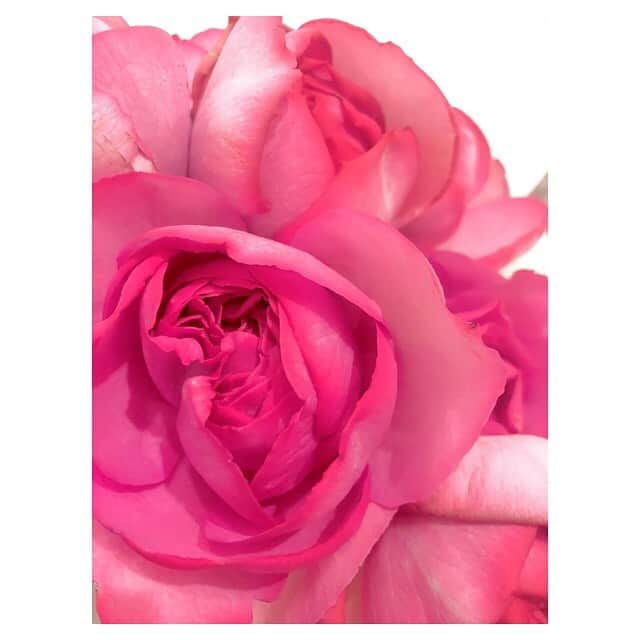 早乙女わかばさんのインスタグラム写真 - (早乙女わかばInstagram)「.﻿ 綺麗なバラの花束🌹🥰﻿ こういう時にパッと気持ちを明るくさせくれる素敵な花束✨﻿ ﻿ イブピアジェ(rose yves piaget) と名付けられたこの美しいバラは フランス生まれ🇫🇷﻿ とってもいい香りのバラです💕﻿ ﻿ バラで思い出すのは、マリー・アントワネットにジョセフィーヌ🏰👸🏼﻿ ﻿ 6年前の星組から月組の組み替えの時に出来た長期休みに、パリ満喫旅をしていました✈️﻿ ナポレオンの公演が終わったばかりだったので、ナポレオンにまつわるところや、アントワネット様のお墓のサン・ドニ寺院など、、超マイナーどころばかりに行きました🏰﻿ ﻿ ちょうど6年前の今のこの4月に行っていたようです。写真を整理していたら出てきました。﻿ ﻿ 6年後に日本がこんな状況になるなんて、ね、﻿ でも、それが人生。﻿ 何が起こるか分からない。﻿ ﻿ 〝今、出来ること〟﻿ 自分自身と向き合うこと﻿ ﻿ 6年前の写真を見て﻿ 自分で言うのもおこがましいですが（笑）﻿ 「今の方が若くみえない？」﻿ ﻿ 今、前髪短いからかな。﻿ 髪色暗いからな。﻿ いや、そもそも髪短いから？﻿ ﻿ というか同一人物に見えない🤣﻿ ﻿ 在団中の私のトレードマーク﻿ 〝センター分けの金髪ロングヘア💇🏼‍♀️〟﻿ ﻿ 懐かしいなぁ。。。﻿ ﻿ 美容院に行けないので、ここから髪の毛伸び放題ですが…﻿ ﻿ 美容院が行けるようになったらどうしよう。﻿ ﻿ 切る？伸ばす？﻿ 悩むーーーーー﻿ ﻿ 『自分に向き合う時間』﻿ ﻿ ゆっくり考えます😌﻿ ﻿ #バラ﻿ #イブピアジェ﻿ #ジョセフィーヌ﻿ #マリーアントワネット﻿ #パリ﻿ #フランス」4月8日 15時29分 - s_wakaba.94