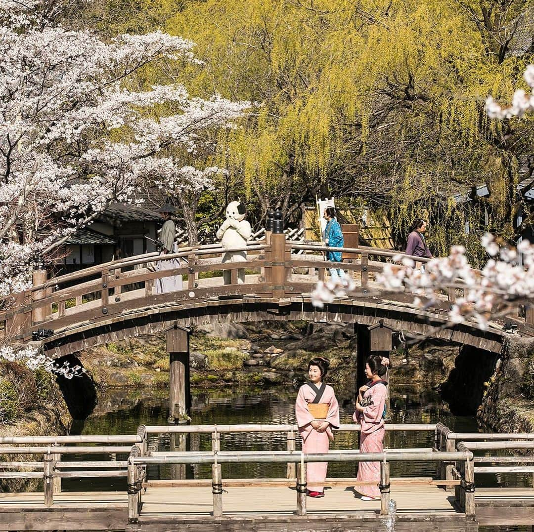 江戸ワンダーランド 日光江戸村さんのインスタグラム写真 - (江戸ワンダーランド 日光江戸村Instagram)「・ 春の光 | Spring light🌸 みんな元気。 Everyone is fine! ・ ・ #ニャンまげ #江戸人 #町娘 #町人 #江戸の桜 #江戸の春 #江戸の風景 #江戸時代 #江戸ワンダーランド日光江戸村 #江戸ワンダーランド #日光江戸村 #日光 #江戸 #いざ江戸へドロン #nyanmage #kimono #cherryblossom #flowering #spring #edoera #ig_japan #edo #beautifuljapan #japanese_history #instagramjapan #jp_gallery #edowonderland #nikko #japan #edo」4月8日 15時30分 - edowonderland_official