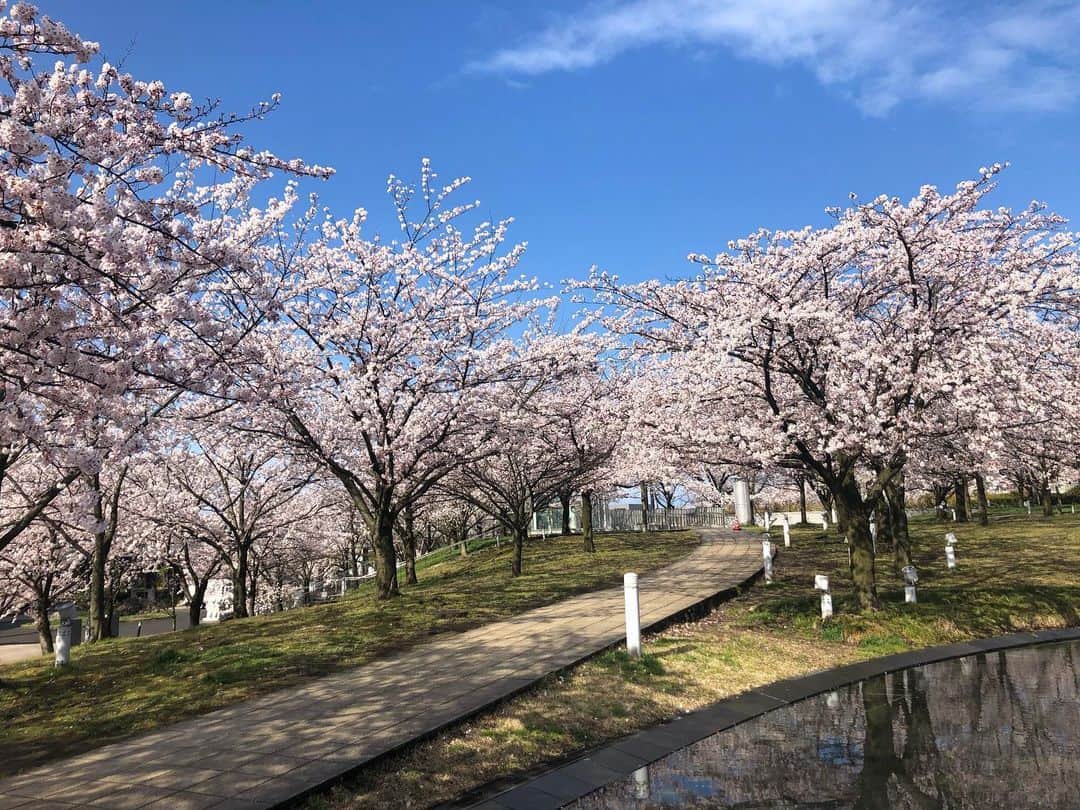 高井瑛子さんのインスタグラム写真 - (高井瑛子Instagram)「. 桜が満開の新潟市・白山公園から中継をしました。 . . 自粛ムードではありますが たくさんの方にご覧頂きたいので 桜の動画を撮りました。 . 桜を見て少しでも皆さんに 明るい気持ちになってもらえたらいいなと思います。 . . ---------------------------------------------------- #新潟市 #桜 #白山公園 #満開 #癒し #新潟 #春」4月8日 15時46分 - ux_takai.eiko