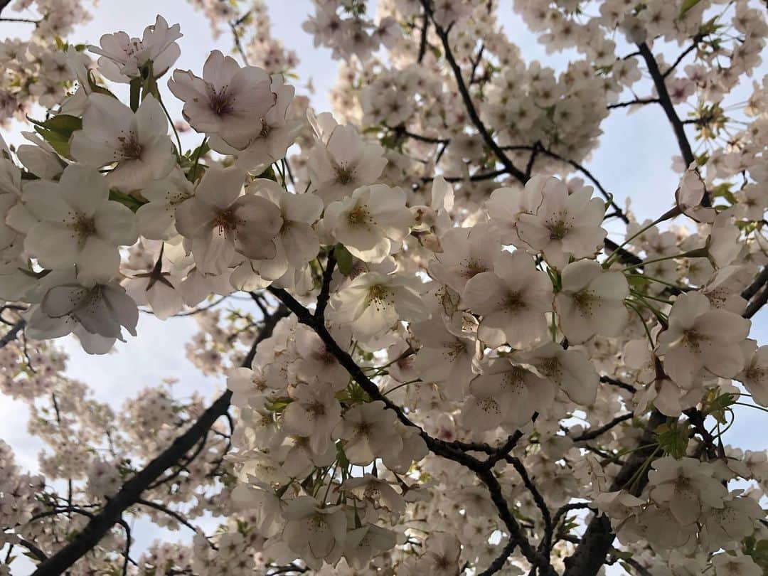 高井瑛子さんのインスタグラム写真 - (高井瑛子Instagram)「. 桜が満開の新潟市・白山公園から中継をしました。 . . 自粛ムードではありますが たくさんの方にご覧頂きたいので 桜の動画を撮りました。 . 桜を見て少しでも皆さんに 明るい気持ちになってもらえたらいいなと思います。 . . ---------------------------------------------------- #新潟市 #桜 #白山公園 #満開 #癒し #新潟 #春」4月8日 15時46分 - ux_takai.eiko