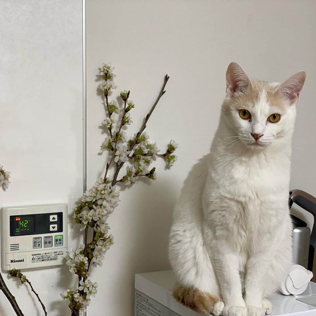 サンシャイン池崎さんのインスタグラム写真 - (サンシャイン池崎Instagram)「自粛ねこ。  #猫 #猫の森 #風神雷神」4月8日 17時08分 - ikezaki_yeah