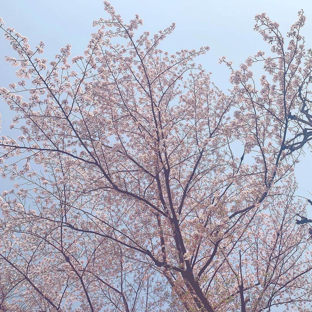 叶瀬千紗のインスタグラム：「桜どんどん散っていっちゃうね〜、来年はお花見したいな。」