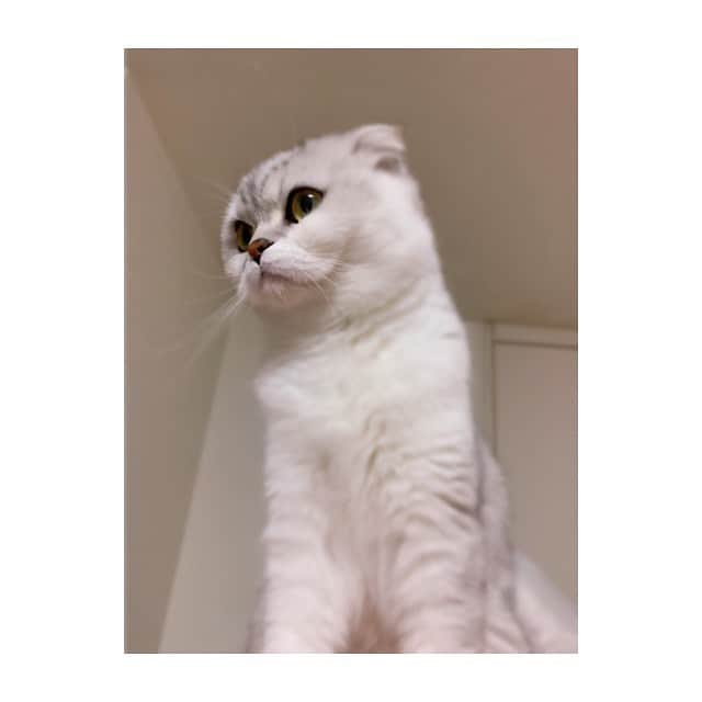 金澤朋子さんのインスタグラム写真 - (金澤朋子Instagram)「我が家の愛猫すいちゃん🐈🐾 . 最近買った猫用のケージがお気に入りの様子。でも、なぜかケージの中ではなく…上に登るのが好きみたいです(笑) , #juicejuice #金澤朋子  #猫 #スコティッシュフォールド #すいちゃん  #にゃんすたぐらむ #ケージ #お気に入り #笑」4月8日 17時30分 - tomoko_kanazawa.official