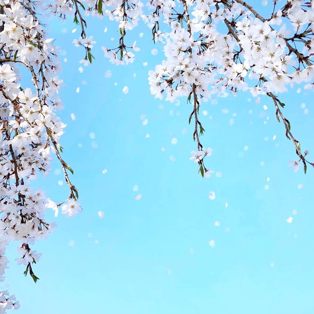 harumiさんのインスタグラム写真 - (harumiInstagram)「Cherry blossoms💠🌸🌸💠. SAKURA🌸. . 先週通りがかった大阪城近くのサクラ. もう散っちゃったかな… . 今年はお花見も📷も行けずだったから. ちょっと見れた桜が. よけい思い出深すぎる… . 普通の毎日が早く訪れますように... stay home… stay safe…🌸」4月8日 17時32分 - harumirumiru