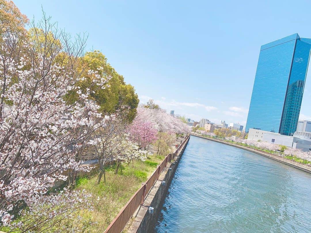 八木沙季のインスタグラム：「🌸🌸 . ゲツ→キンのスタジオまでの 道のりで見つけた桜🥺✨ 幸せな気持ちになりました🌸 .」