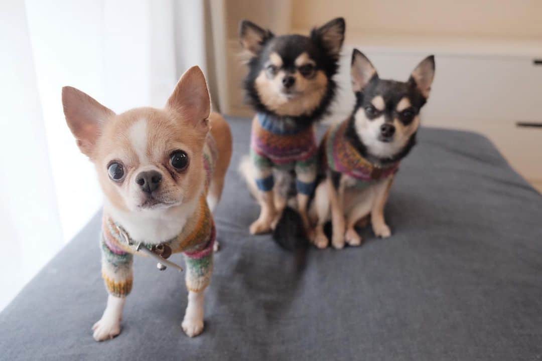 maika_kikitoyjijiさんのインスタグラム写真 - (maika_kikitoyjijiInstagram)「. Toy&Jiji&Kiki . すぐに前に出てきちゃう オトンさん❤️ . 3人並んで欲しいんだけどな♡ オトンさん待ちですよww . . #ハンドメイド #犬服 #犬のセーター #sweater #knitting #chihuahua #dog #チワワ #犬 #치와와 #weeklyfluff #ふわもこ部 #IGersJP #dogstagram #chihuahuaoftheday #fujifilm #fujifilm_xseries #今日もX日和 #ミラーレス #tokyocameraclub #東京カメラ部 #犬バカ部 #whim_fluffy #dog_features #dogsofinstagram #いぬすたぐらむ」4月8日 18時09分 - maika_kikitoyjiji