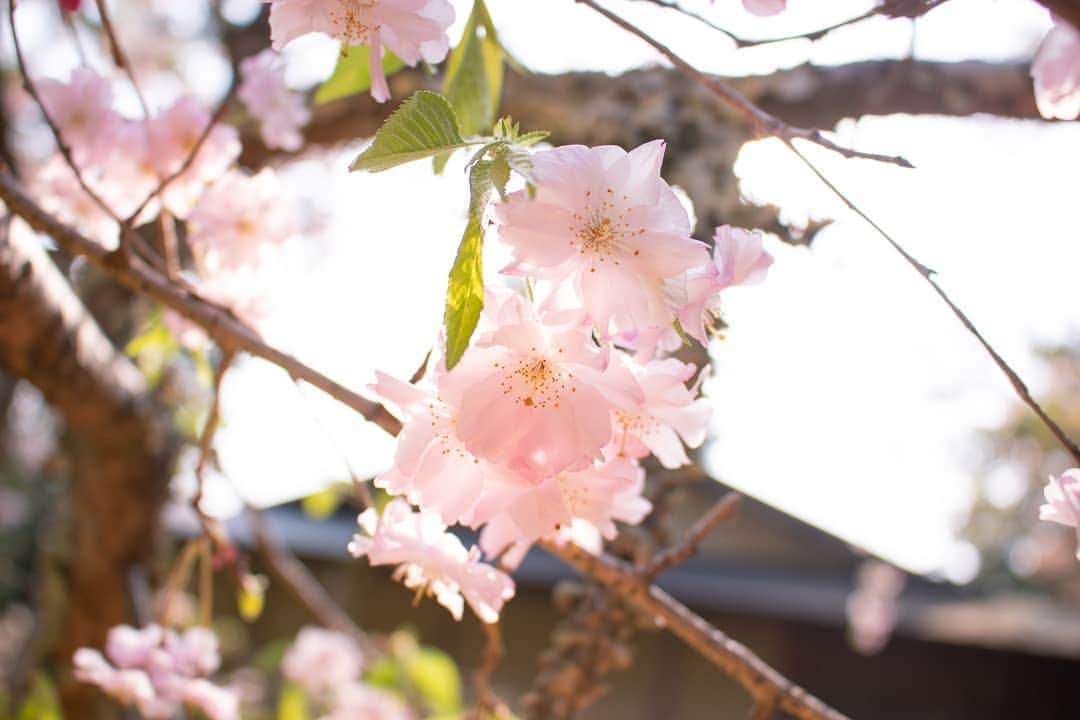 HOSHINOYA｜星のやさんのインスタグラム写真 - (HOSHINOYA｜星のやInstagram)「Our new private terrace have cherry blossoms in full bloom! . #hoshinoresorts #hoshinoya  #hoshinoyakyoto #kyoto #cherryblossoms #sakura #星野リゾート #星のや京都 #京都 #桜 #桜テラス #おこもり」4月8日 18時09分 - hoshinoya.official