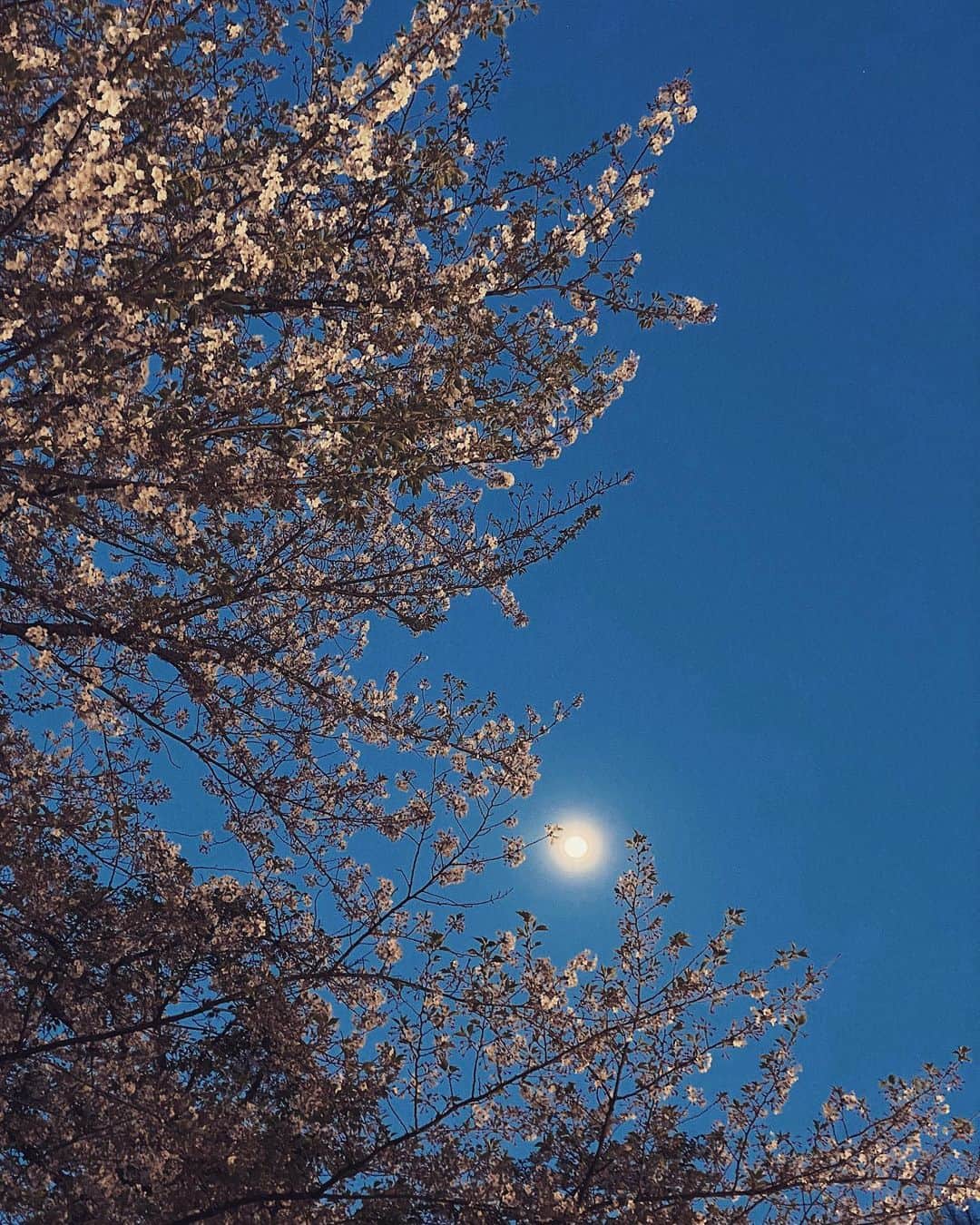 Chiyono Anneさんのインスタグラム写真 - (Chiyono AnneInstagram)「Yesterday’s super moon at magic hour 🌕」4月8日 18時20分 - chiyono_anne