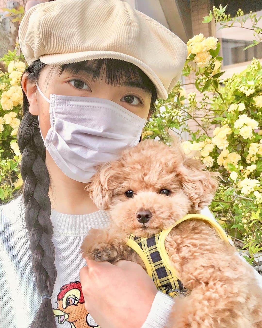 石井萌々果のインスタグラム：「日課のもかちゃんとお散歩🐶💕 スタバのグランデを飲んでしまったのでたくさん歩きました😅暖かくなってきて可愛いお花がいっぱいです🌼マスクつけたままの写真ですみません💦」