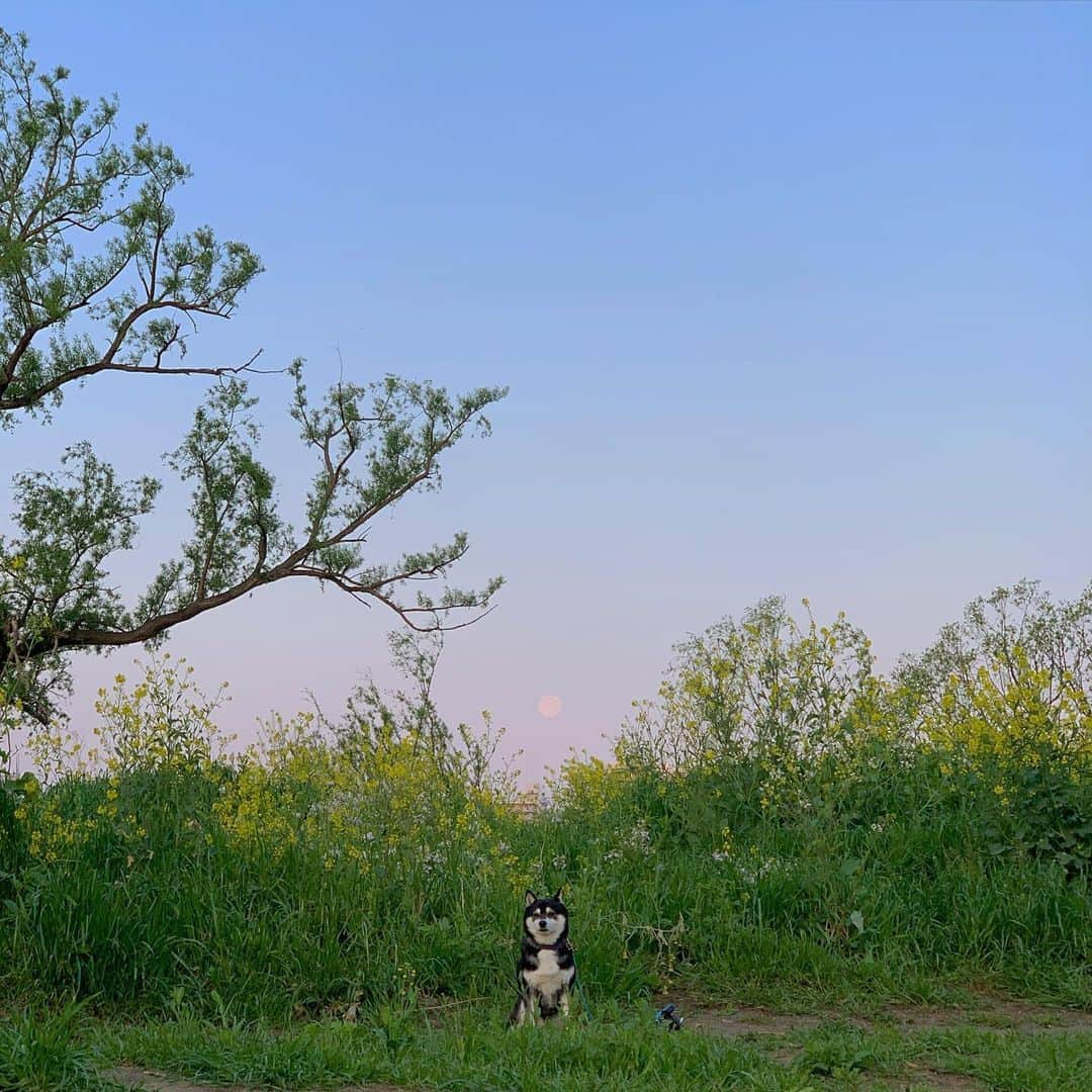 くろさんのインスタグラム写真 - (くろInstagram)「豆の頭上に🌕Supermoonな朝んぽ🐕 #🌕 #supermoon #満月 #朝んぽ #菜の花 #rapeblossoms #rapeflower #canolaflower #kuroshiba #blackshiba #shibainu #shibastagram #instadog #dogstagram #柴犬 #黒柴 #日本犬 #癒し犬 #いぬら部 #ふわもこ部 #柴犬部 #モフモフ生命体 #柴犬のいる暮らし #柴犬のいる生活 #柴犬と一緒 #わんこのいる暮らし #わんこのいる生活 #わんこと一緒 #わんダフォ #わんだふるjapan」4月9日 5時57分 - m6bmw