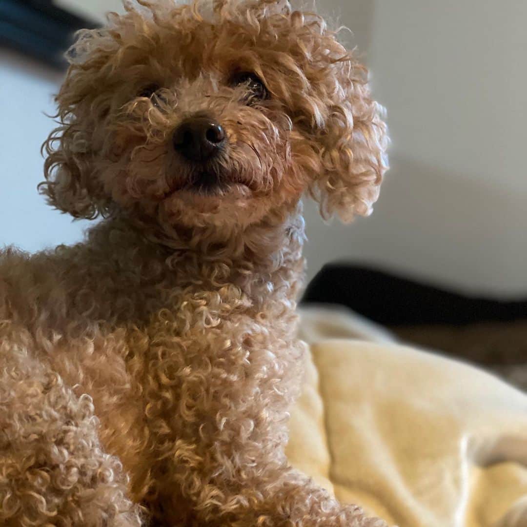 朋未のインスタグラム：「すみませーん！ 動きたいんですけどー！！ ってのが１日10回はある... #犬のいる暮らし #トイプードル男の子 #トイプードル　#ilovemydog #dogstagram #toypoodle」