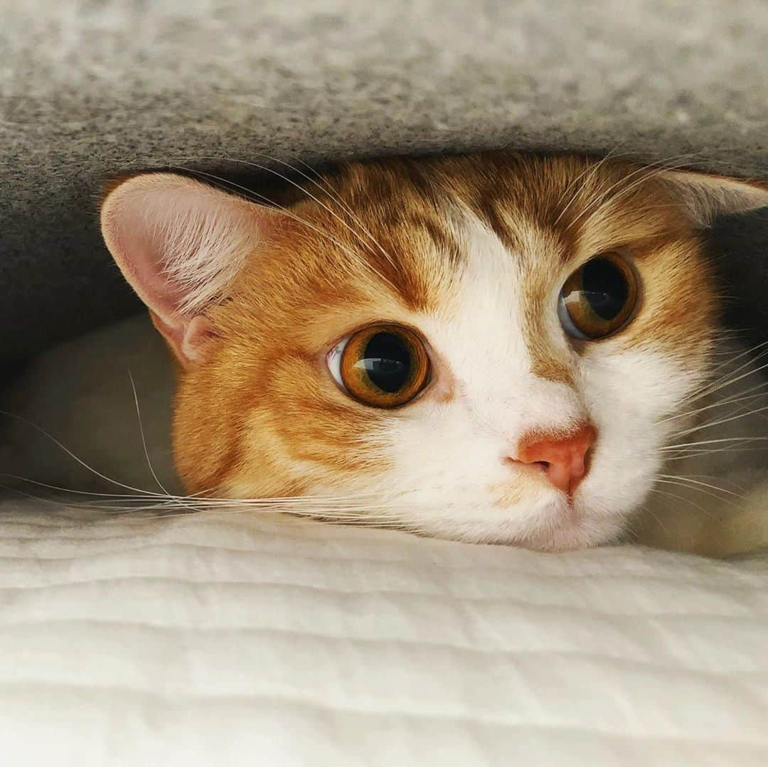 PECOねこ部さんのインスタグラム写真 - (PECOねこ部Instagram)「. 「これで大丈夫にゃ😼」 #かくれんぼう中の #ロコくん🐈 #見つからないように #息を潜めているけど #可愛いおちりが見えてますよ😂💕 素敵な写真を投稿してくださったのは… @locomoco.220 さん 他にも素敵なお写真がたくさんあるので、ぜひ遊びに行ってみてくださいね♪  #ペコねこ部 をつけて投稿すると… PECOのSNSで楽しくご紹介させていただきます😋  #ねこ #猫 #ネコ #ねこ部 #にゃんこ #かわいい #cat #cats #catsofinstagram #cats_of_instagram #catstagram #kawaii #meow #catlover #スコティッシュフォールド #スコティッシュ #おちり #しっぽ #scottishfold #scottish」4月8日 21時00分 - pecocats