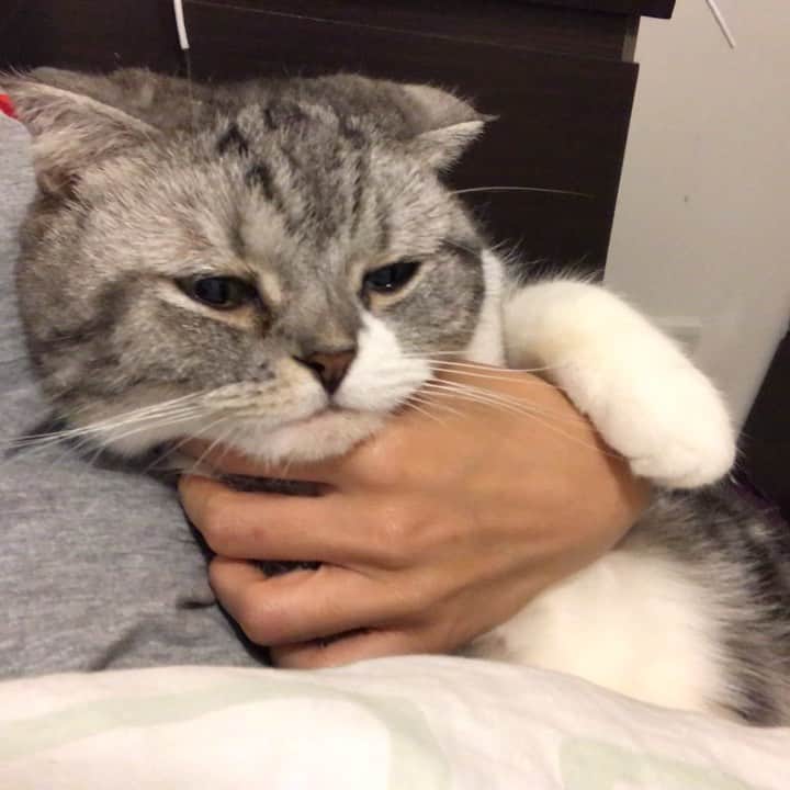 KATSUOのインスタグラム：「だから布団が毛だらけ . #cat #catstagram #catsofinstagram #instacat #cutecat #katsuo #猫のいる暮らし」