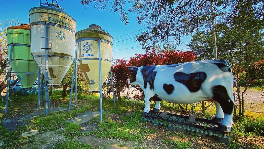 齋藤美波さんのインスタグラム写真 - (齋藤美波Instagram)「🐄🥛🤎 ・ ふっつーにいつも行く方面じゃない 職場よりの公園に初めて行って遊んでたら、、、 目の前に牛がおった。 ・ そしたら雪印種苗の場所だった🤣 #可愛い顔 #癒された #いつも美味しい牛乳ありがとう #隣にはひつじがいた #何の為に ・ ・ #茅ヶ崎市#長閑#田舎#牛#雪印種苗#自粛期間#近所散策#山側#自然いっぱい#湘南#海だけじゃない#cow#milk#natural#cute#happy#shonan」4月8日 21時25分 - saito373minami