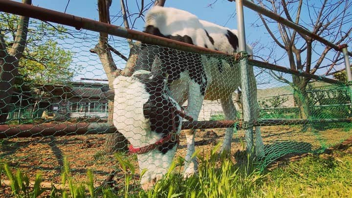 齋藤美波のインスタグラム：「🐄🥛🤎 ・ ふっつーにいつも行く方面じゃない 職場よりの公園に初めて行って遊んでたら、、、 目の前に牛がおった。 ・ そしたら雪印種苗の場所だった🤣 #可愛い顔 #癒された #いつも美味しい牛乳ありがとう #隣にはひつじがいた #何の為に ・ ・ #茅ヶ崎市#長閑#田舎#牛#雪印種苗#自粛期間#近所散策#山側#自然いっぱい#湘南#海だけじゃない#cow#milk#natural#cute#happy#shonan」