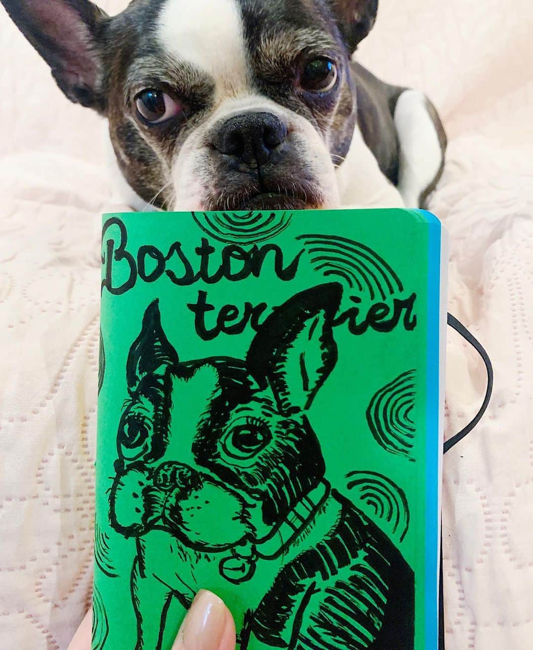 Madoka Yamamotoさんのインスタグラム写真 - (Madoka YamamotoInstagram)「顔白くなってきた👵🏽 #ボストンテリア#bostonterrier  #うちの飼い犬歴代みんな鈴つけられる #ちょすコラ#stayhome#drawings #手帳の中身」4月8日 21時29分 - madochosu