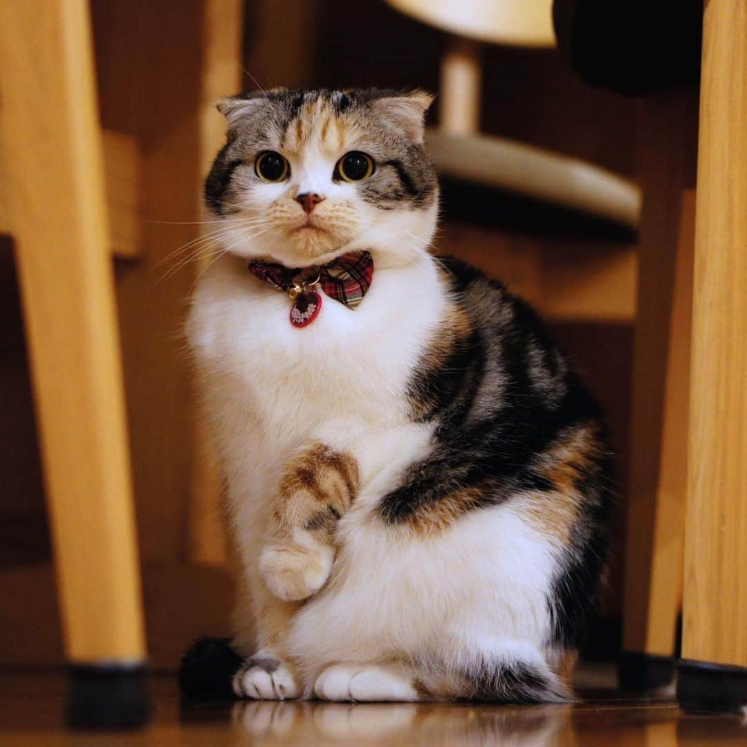 takegaeruのインスタグラム：「平和な日々が早く戻るようにお祈りしてます あ、これはお招き😙  #cat #scottishfold #猫 #スコティッシュフォールド #三毛スコ友の会 #招きまりん」