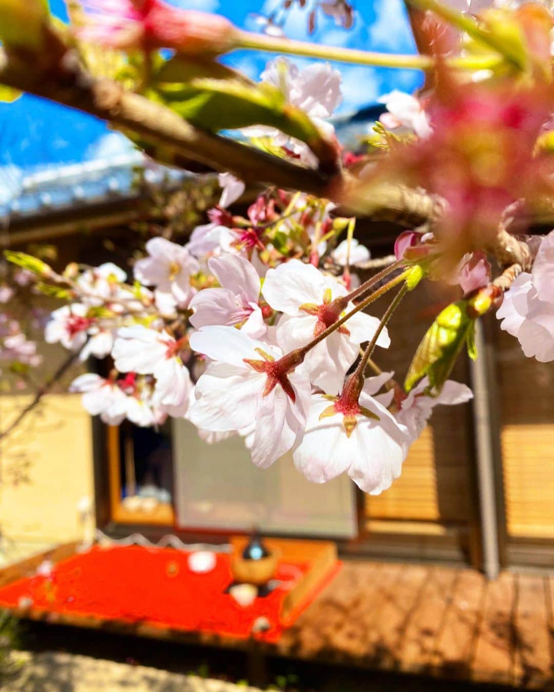 梅谷安里さんのインスタグラム写真 - (梅谷安里Instagram)「🌸🌸🌸 去年の写真を見返して桜を堪能中🌸 日々、刻一刻と状況が変わる毎日。 みんなでこの状況乗り越えていきましょう！！！ 来年の春はめいっぱいお花見できるように とりあえずみんな今は#stayhome ね😉 ・ ・ #sakura#cherryblossom  #🌸#桜#お茶会#着物」4月8日 22時07分 - anriworld