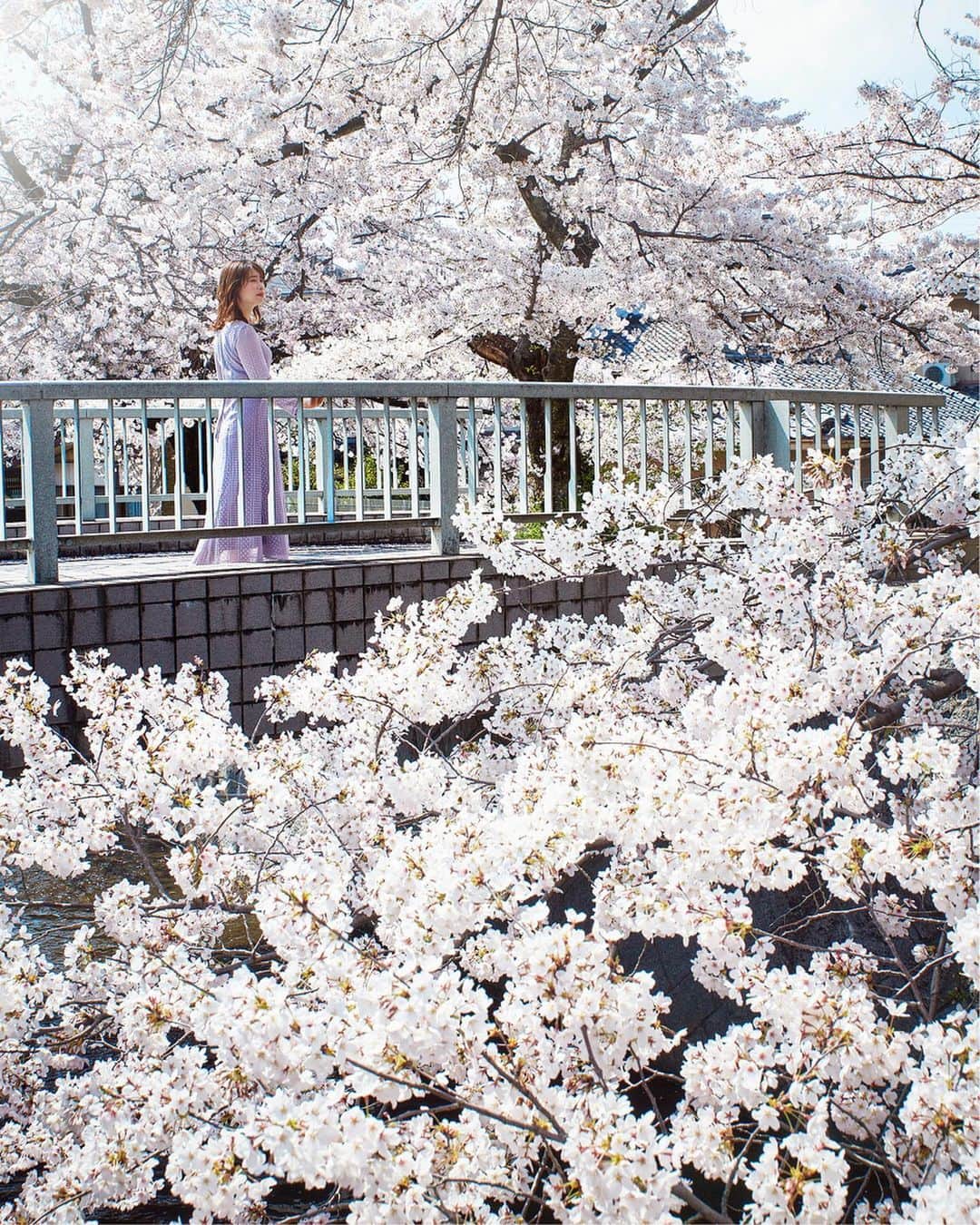 Najiiさんのインスタグラム写真 - (NajiiInstagram)「Bloom - - - #instagramjapan #canonglobal #teamcanon #tokyocameraclub #東京カメラ部 #mycanon #canonasia #spring #photo_shorttrip #lovers_nippon #pics_jp #visitjapanjp #unknownjapan #bloom #sakura #桜 #サクラ#eos #my_eos_photo  #kyoto #京 #京都 #japan #portrait #portraits #good_portraits_world」4月8日 22時36分 - najii66