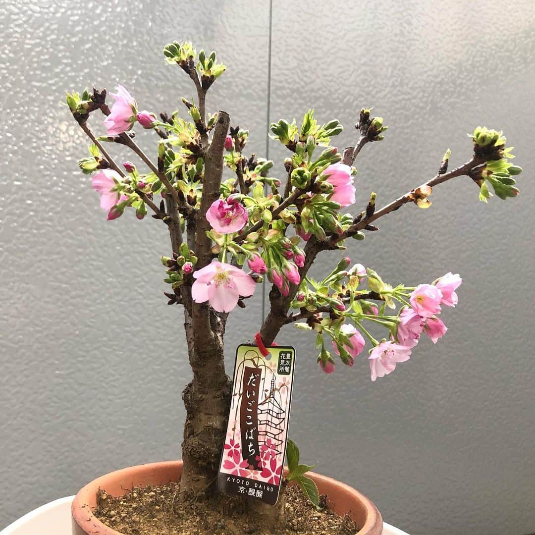 前田彩名さんのインスタグラム写真 - (前田彩名Instagram)「3月末に醍醐寺で、 お仕事前にも関わらず購入した←、 だいごこばち。  我が家のベランダで咲き始めました🌸。 少し遅咲き、とのことで、 まだまだ蕾ちゃんたくさん☺️。 毎日ベランダを見るのが、 楽しみです◎  #おうち時間 #植物との暮らし #だいごこばち　#桜 #インドア花見  #オリーブちゃん も新芽だらけ🌱」4月8日 22時49分 - ayana.maeda