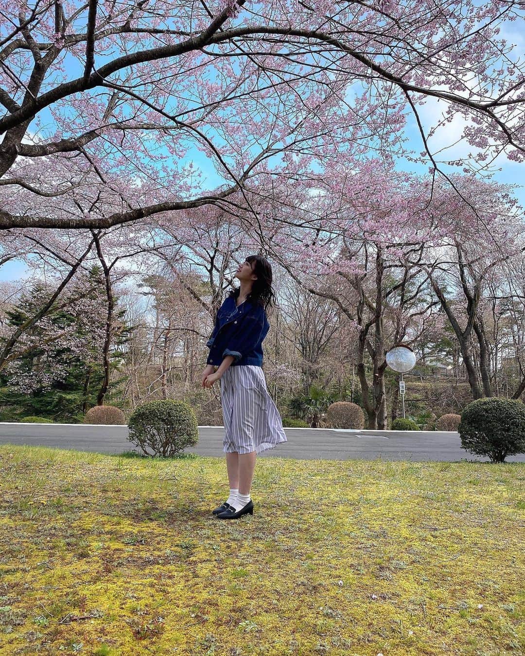 佐藤朱さんのインスタグラム写真 - (佐藤朱Instagram)「🌸🍃 . 桜の時期も、あと少しかなぁ。 #桜 #少し前にお仕事の時に撮りました」4月8日 22時53分 - akari_miyagi