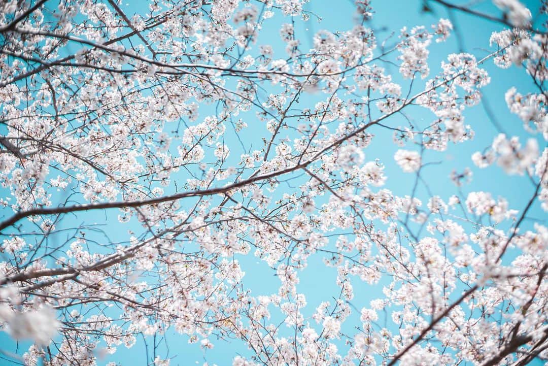 中野晴代のインスタグラム：「・ 小学校の通学路の桜が キレイに咲いていました🌸 ・ 世の中大変なことになってしまいましたが、 「こんな時だからこそ、 自分の意識をどこに向けるのか、 自分はどうありたいのかを自身に問い 毎日をより丁寧に過ごしましょう。」 というメンターの教訓を胸に刻んで、 今一度、自分の心としっかり向き合おうと思います。 ・ しっかり食べてしっかり寝て、 日々を楽しむことも忘れずに、 免疫を落とさないようにせねば。 ・ ・ #桜 #桜満開 #お花見 #お花見日和」