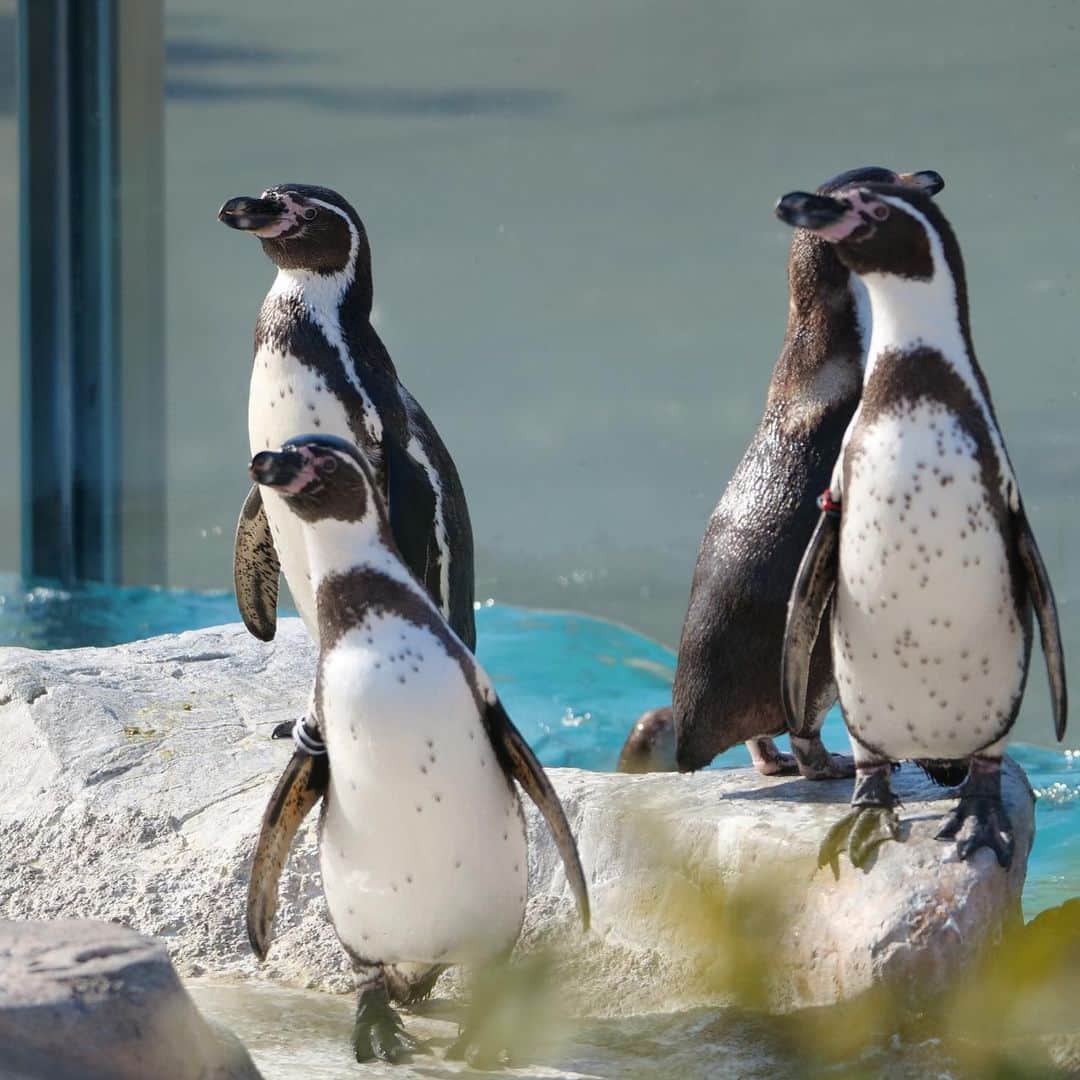 ンダホさんのインスタグラム写真 - (ンダホInstagram)「可愛いペンギンちゃんたち🐧 ペンギンの親子もいました笑 #ペンギン　#癒しをお届け」4月8日 23時06分 - ndaho.fischers
