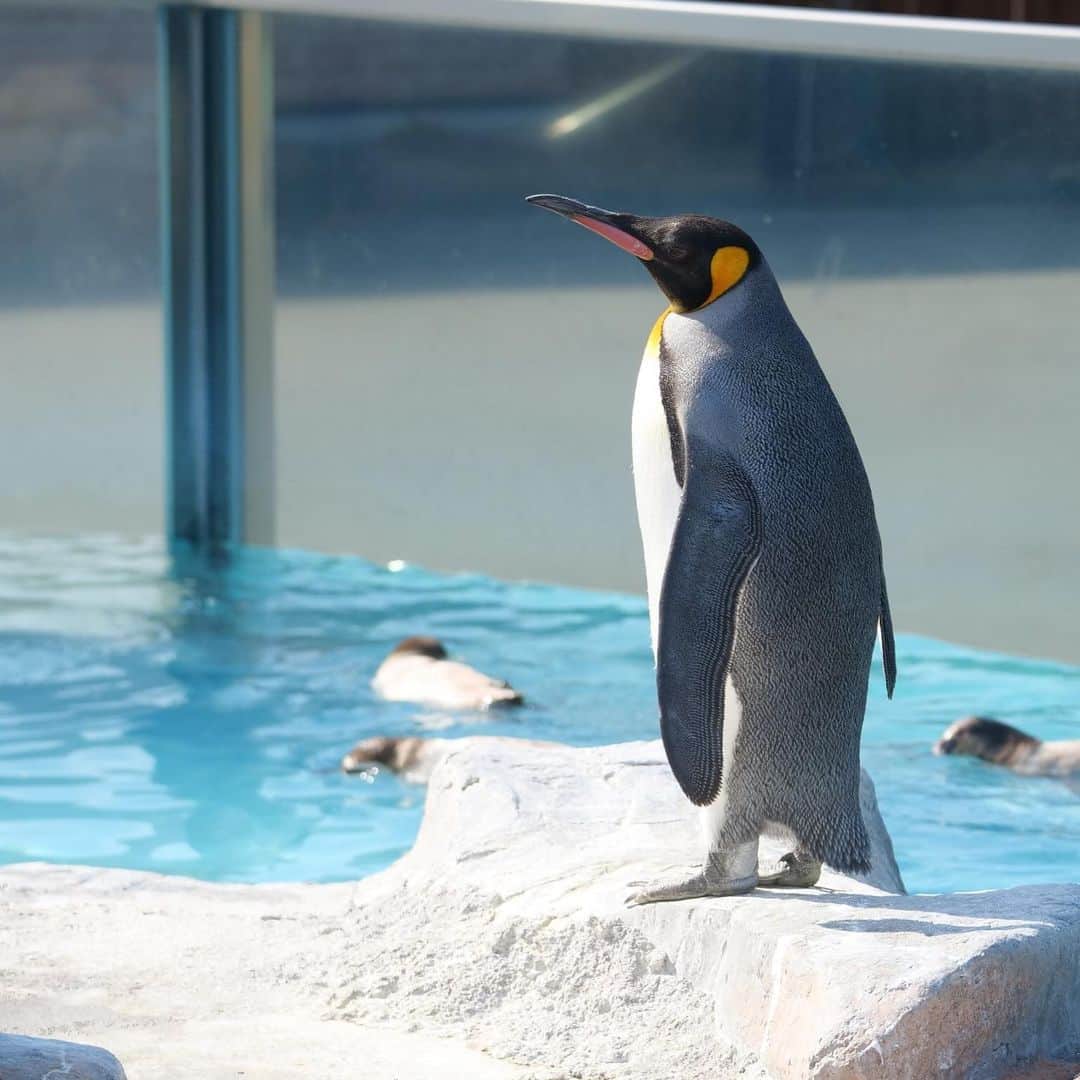 ンダホさんのインスタグラム写真 - (ンダホInstagram)「可愛いペンギンちゃんたち🐧 ペンギンの親子もいました笑 #ペンギン　#癒しをお届け」4月8日 23時06分 - ndaho.fischers