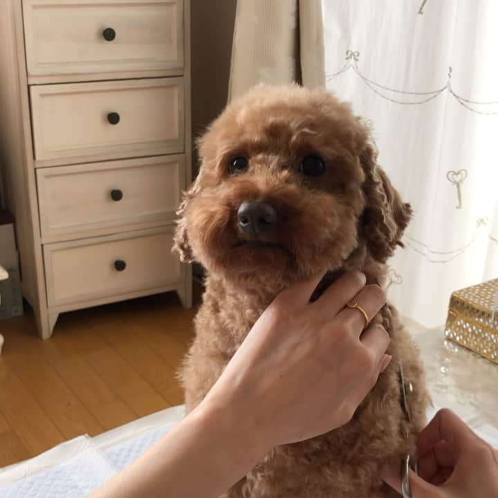 工藤紬のインスタグラム：「﻿ 🐶🚿✂️﻿ ﻿ #おうちトリミング #トイプードル #おうち時間 #grooming #stayhome」