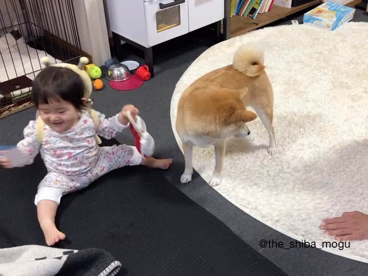 Moguのインスタグラム：「. 飼い主と遊んでいたオモチャを子分が強奪したことに気づかず戸惑うもぐなの。 This is  mine! #からの自分でオモチャを投げちゃう器用なわたし . @the_shiba_mogu  #柴犬 #shibainu #shiba#赤柴 #redshiba#犬 #dog#しばいぬ#nannydog#犬と子供#子供と犬#柴犬と子供#柴#赤ちゃんと犬#犬と赤ちゃん#柴犬と赤ちゃん#赤ちゃんと柴犬#柴犬のいる暮らし#子守犬」