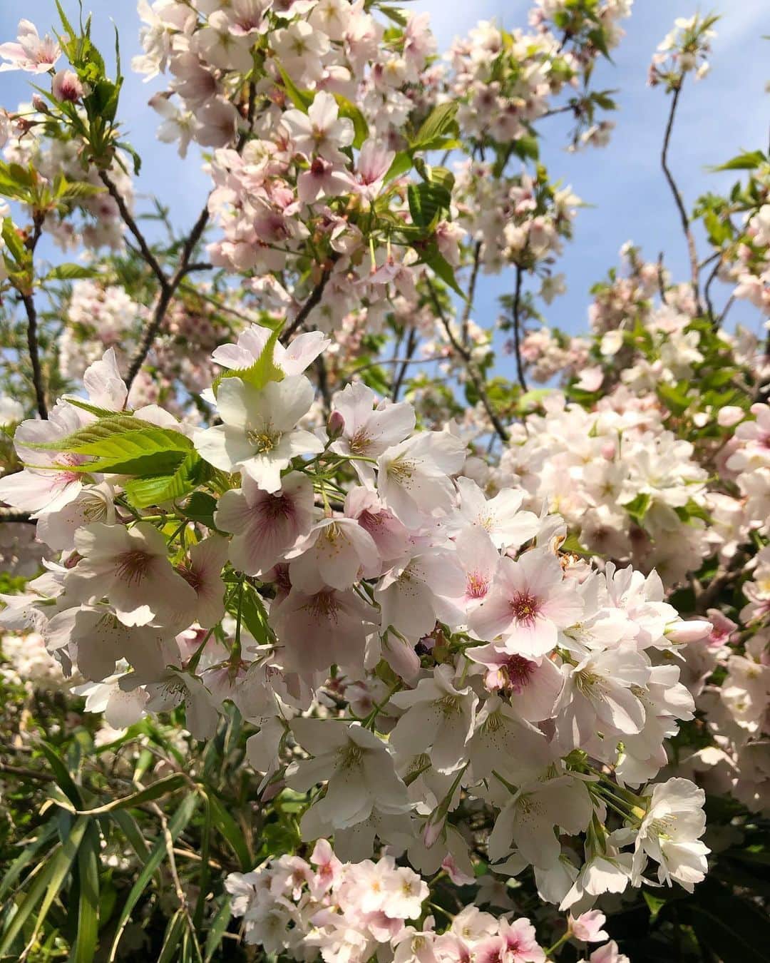 ヒデトレのグルメインスタ