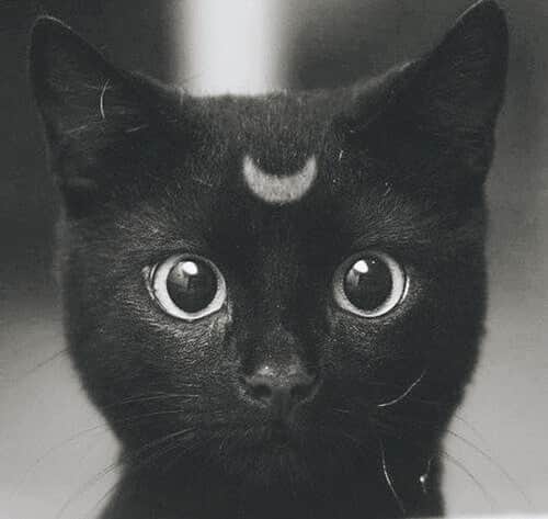 猪鼻ちひろのインスタグラム：「月に変わってお仕置きよ！ って言いたくなっちゃうね🌙 #お友達が送ってくれた画像が可愛すぎて #スーパームーン #セーラームーン #セーラームーン世代 #ルナ #はじけてBB #反応ここ最近で1番多かった😂」