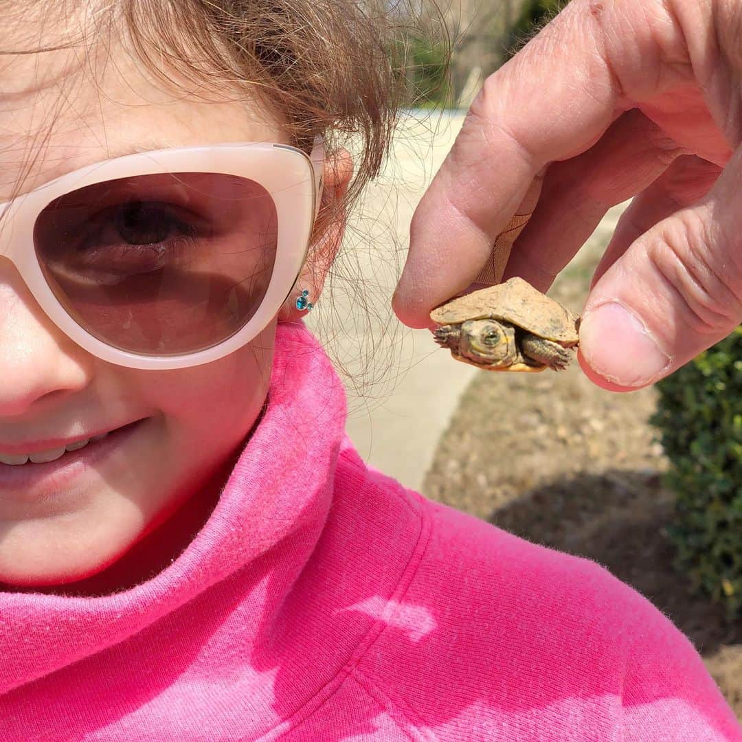 Angie Keiserのインスタグラム：「Found the teeniest tiniest turtle in the road today, on our walk, and saved it from certain demise. Relocated it to the nearest creek and named it Myrtle Shell Shocked Turtle. Science class for the day ✅」
