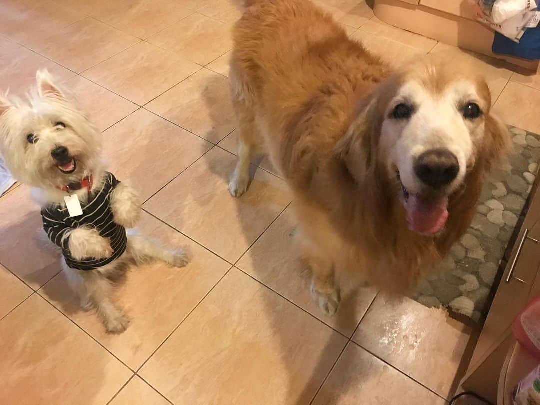 Hoykong&Plamuekのインスタグラム：「ขอกินหนมหน่อยฮ๊าฟ  Treats please!!! #hkpm」