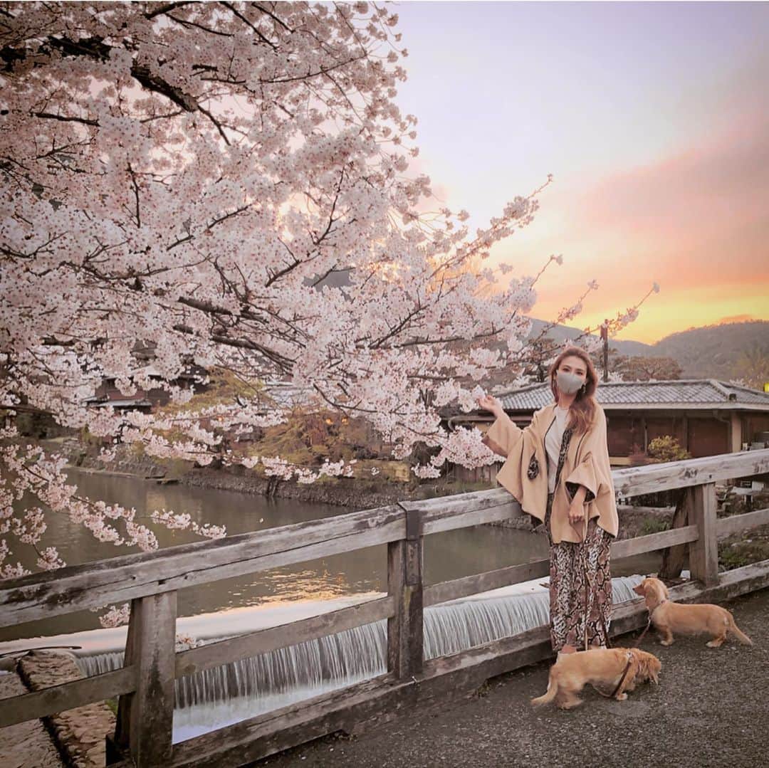 鈴木絢子さんのインスタグラム写真 - (鈴木絢子Instagram)「・ ・ 【夕焼けと🌸】 出張がなくなって打ち合わせは#zoom で。 散歩率が高くなり、犬たちは大喜び🐶🐶✨ ・ 桜も見納めと思いきや、 関西地方では意外とまだまだ満開で。。🌸 和みます🍵✨ ・ ・ ・ #桜満開 #夕焼け桜 #夕陽 #犬の散歩 #自粛 #フリーランス #働く女性 #桜 #親子犬 #ミニチュアダックスフンド #sakura #sakuraphoto #supermoon #sunset #🌸 #🌇 #🐶🐶」4月9日 0時04分 - ayako_suzuki810