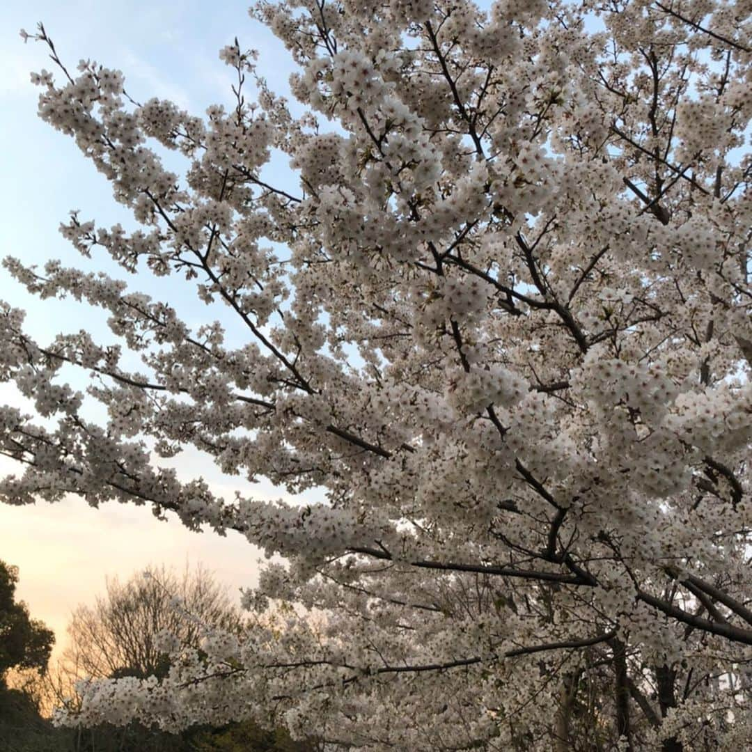 鈴木絢子さんのインスタグラム写真 - (鈴木絢子Instagram)「・ ・ 【夕焼けと🌸】 出張がなくなって打ち合わせは#zoom で。 散歩率が高くなり、犬たちは大喜び🐶🐶✨ ・ 桜も見納めと思いきや、 関西地方では意外とまだまだ満開で。。🌸 和みます🍵✨ ・ ・ ・ #桜満開 #夕焼け桜 #夕陽 #犬の散歩 #自粛 #フリーランス #働く女性 #桜 #親子犬 #ミニチュアダックスフンド #sakura #sakuraphoto #supermoon #sunset #🌸 #🌇 #🐶🐶」4月9日 0時04分 - ayako_suzuki810