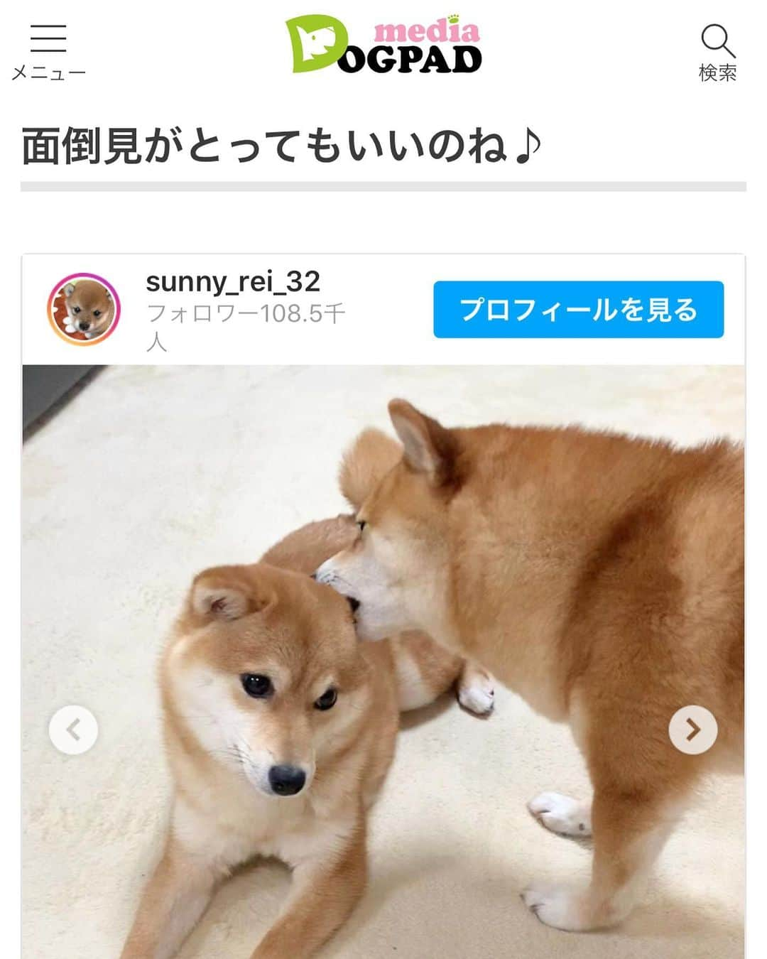 豆柴 サニーちゃんさんのインスタグラム写真 - (豆柴 サニーちゃんInstagram)「. . ワンちゃんのための犬情報サイト @dogpad.jp さんの 柴の日🦴特集で お世話好きなサニちゃんが 『面倒見がとってもいいのね🎶』って 取り上げて頂きました❣️ . 他にも可愛い柴ちゃんだらけ〜 柴ちゃんのいろんな一面が 可愛すぎる〜💓💓 . よかったら覗いてみてね🤗 . . #柴犬あるある #ザ日本犬 #ツンデレだけど #優しいの #賢い犬 #柴犬マニア #柴犬のいる暮らし . #柴犬#豆柴 #赤柴#豆柴子犬 #まめしば#いぬのきもち#ふわもこ部 #サンデイ#サンデイいぬ組#anicas#shiba_snap #shibainu#shiba#mameshiba#shibastagram #mameshibapuppy#shibapuppy #豆柴サニーちゃん#豆柴ラムちゃん#さにらむたん #さにらむ2020」4月9日 0時09分 - sunny_rei_32