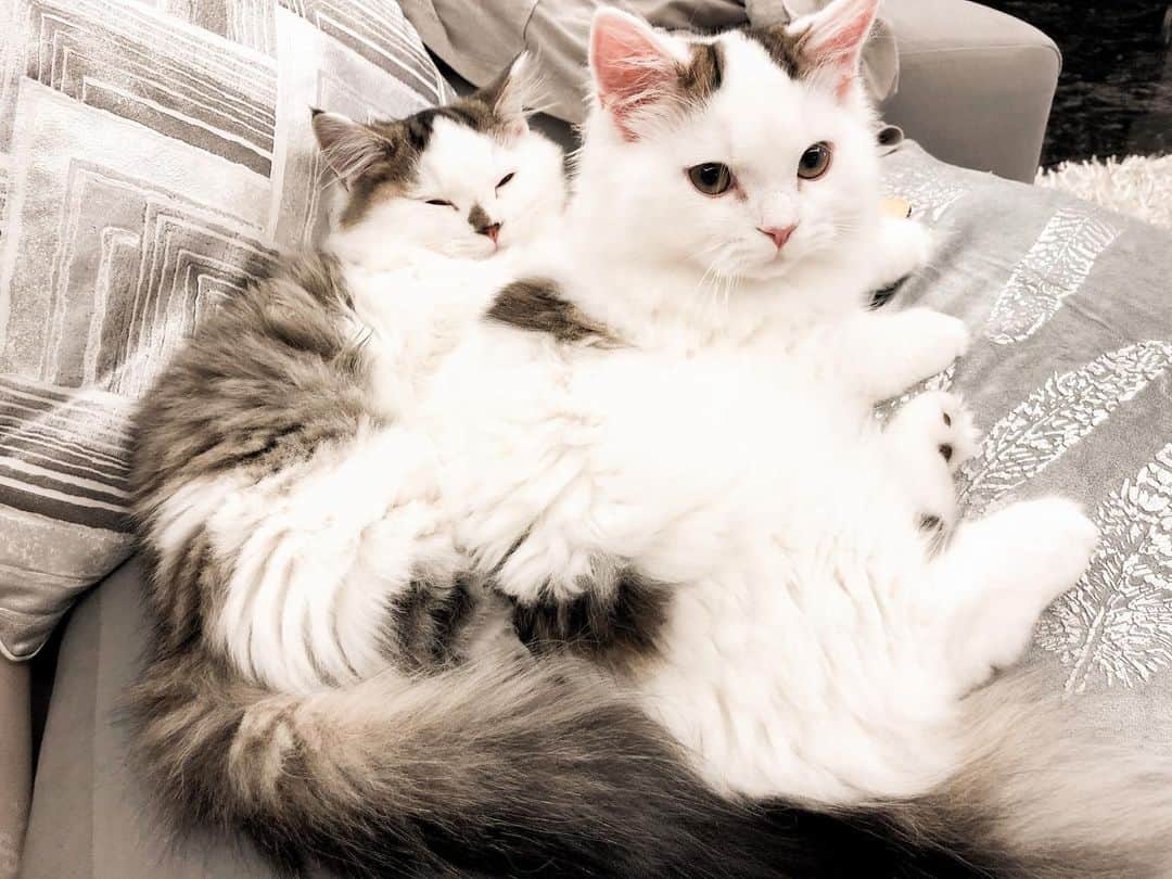 淡輪優希のインスタグラム：「#おうち時間 🌕 #猫 のありがたみを感じる毎日です。 なぜか結構前から猫アカウントが入れなくなっちゃったので、ここにニャン達の思い出写真もたまに載せていきますー🌿 . 不安な日々が続きますが皆さまどうかお大事にしてくださいね。 #stayhome おやすみなさい💤」