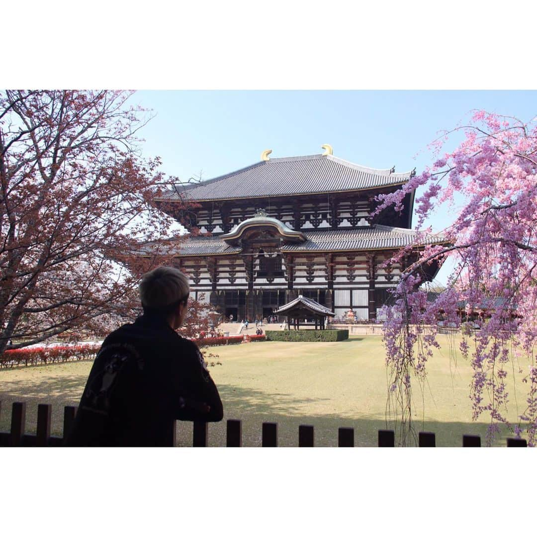 北野貴之さんのインスタグラム写真 - (北野貴之Instagram)「東大寺の桜も綺麗っだった！ 1268年前にできた、奈良の大仏。 3度も災害もあり、補修をして、造るのに7年もかかった奈良の大仏。 7年とは、すごい年月。  #奈良」4月9日 2時06分 - takashi_kitano