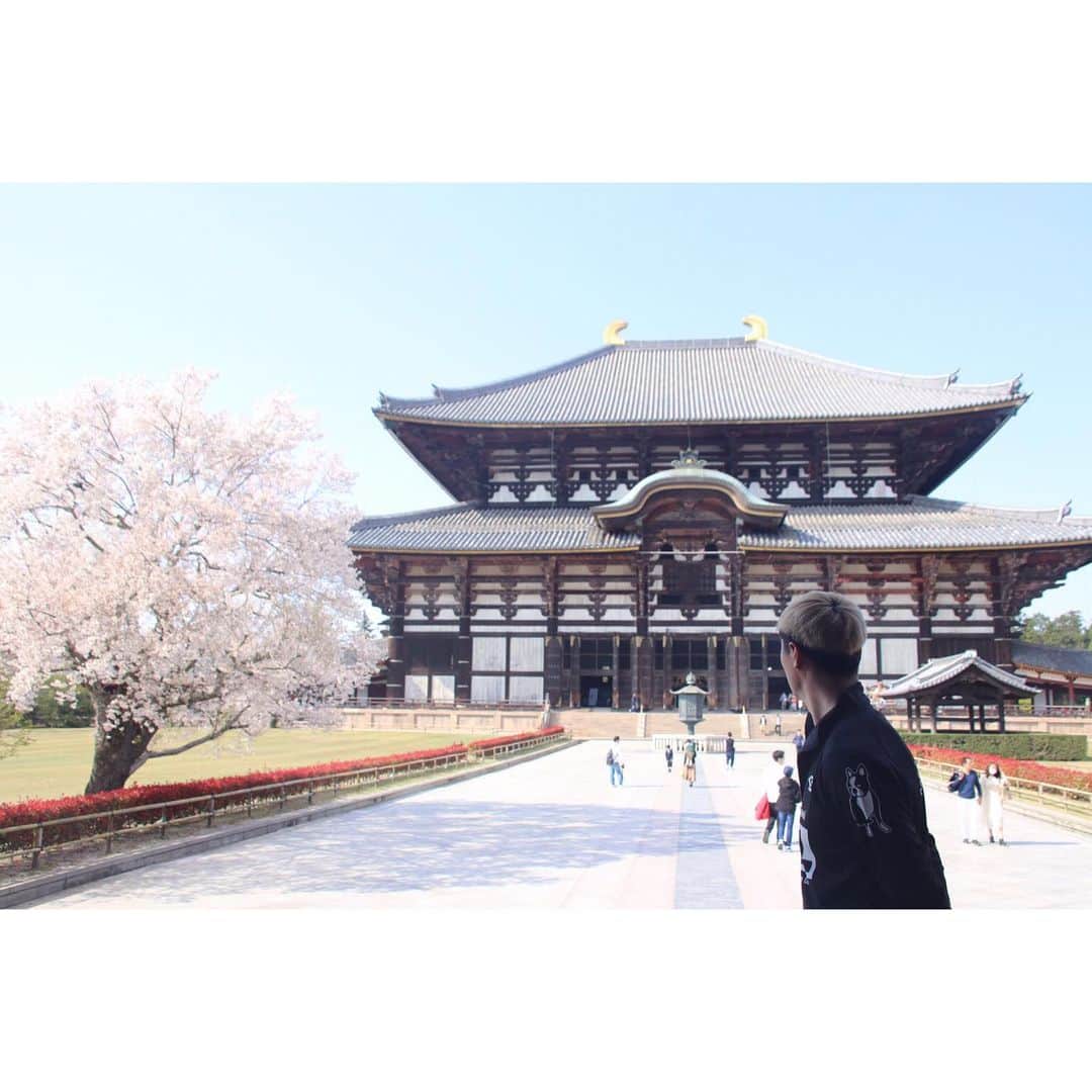 北野貴之さんのインスタグラム写真 - (北野貴之Instagram)「東大寺の桜も綺麗っだった！ 1268年前にできた、奈良の大仏。 3度も災害もあり、補修をして、造るのに7年もかかった奈良の大仏。 7年とは、すごい年月。  #奈良」4月9日 2時06分 - takashi_kitano