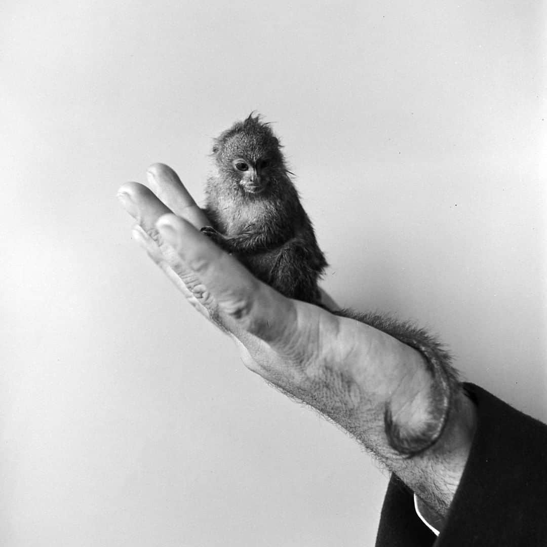 lifeさんのインスタグラム写真 - (lifeInstagram)「A petite marmoset lounges on an outstretched hand, 1951. For more of our favorite animal photos, check the link in bio. (📷Ed Clark/LIFE Picture Collection) #wildLIFEWednesday #monkeysofinstagram」4月9日 2時25分 - life