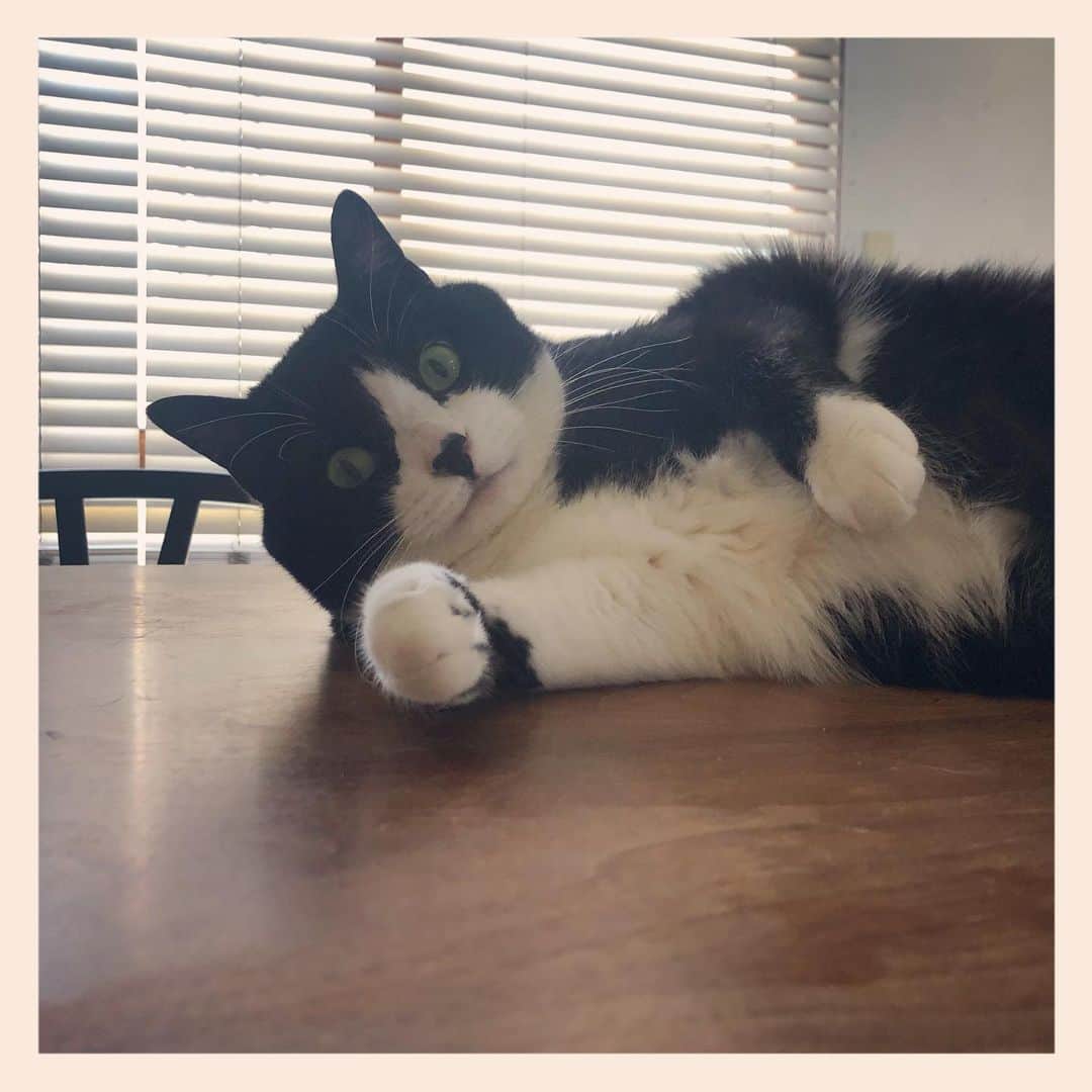 パンといっぴきのインスタグラム：「#元保護猫 #ハチワレ #白黒猫 #blackandwhitecat #tuxedocat」